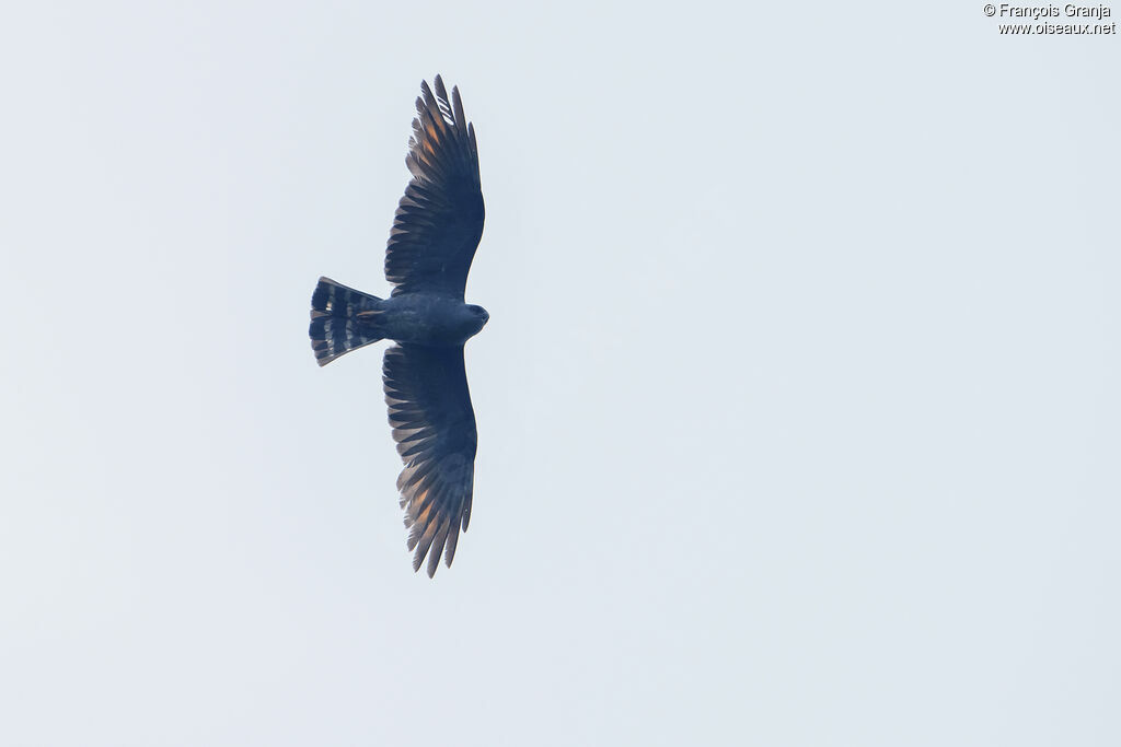 Plumbeous Kite