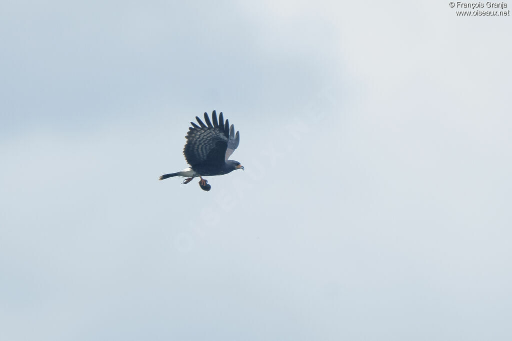 Snail Kite