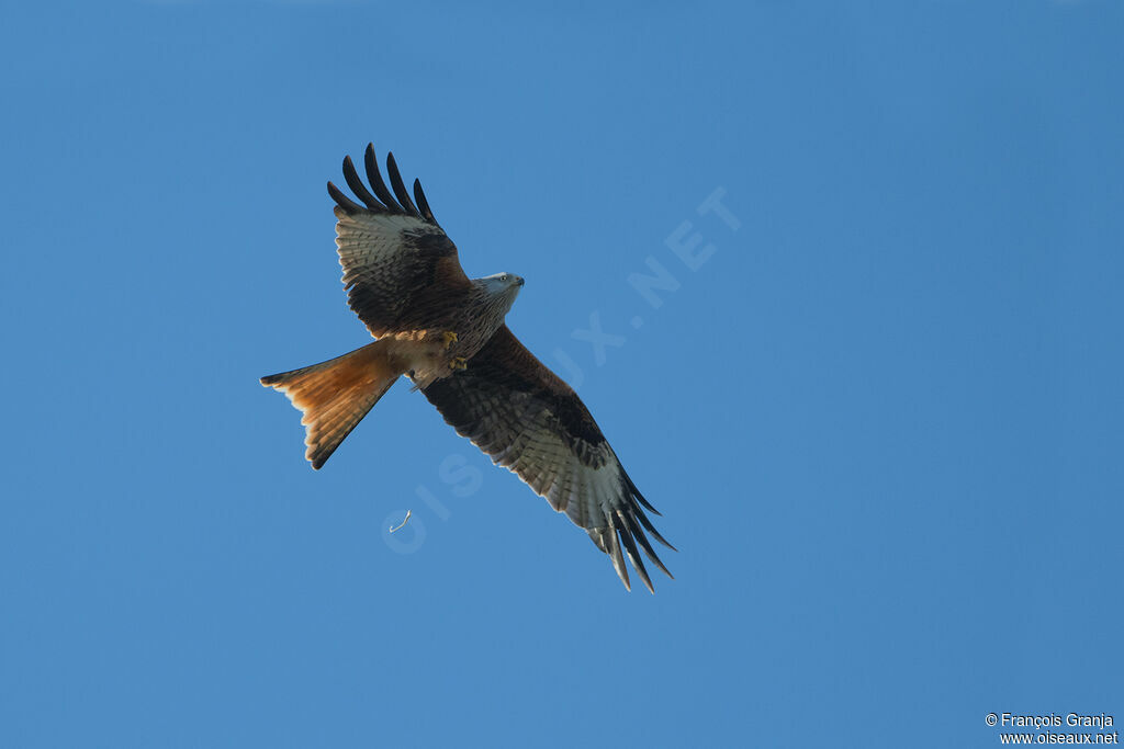 Red Kite