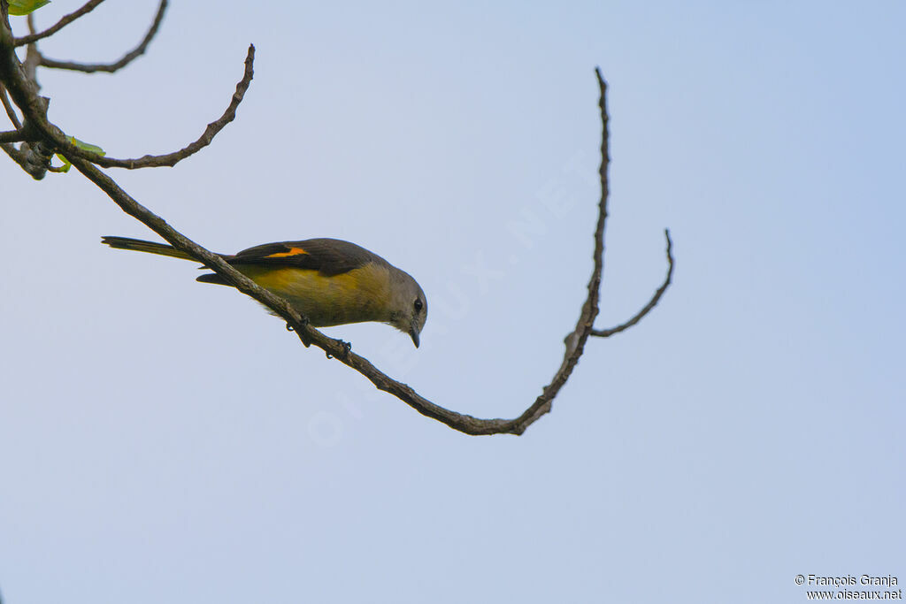 Small Minivet female