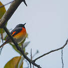 Minivet oranor