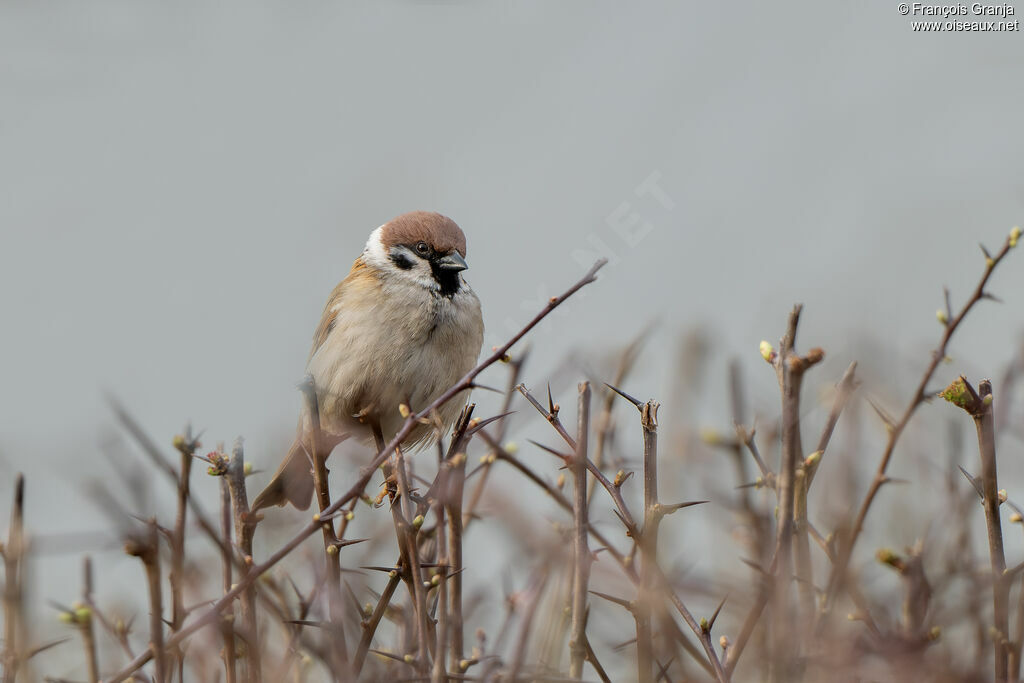 Eurasian Tree Sparrow