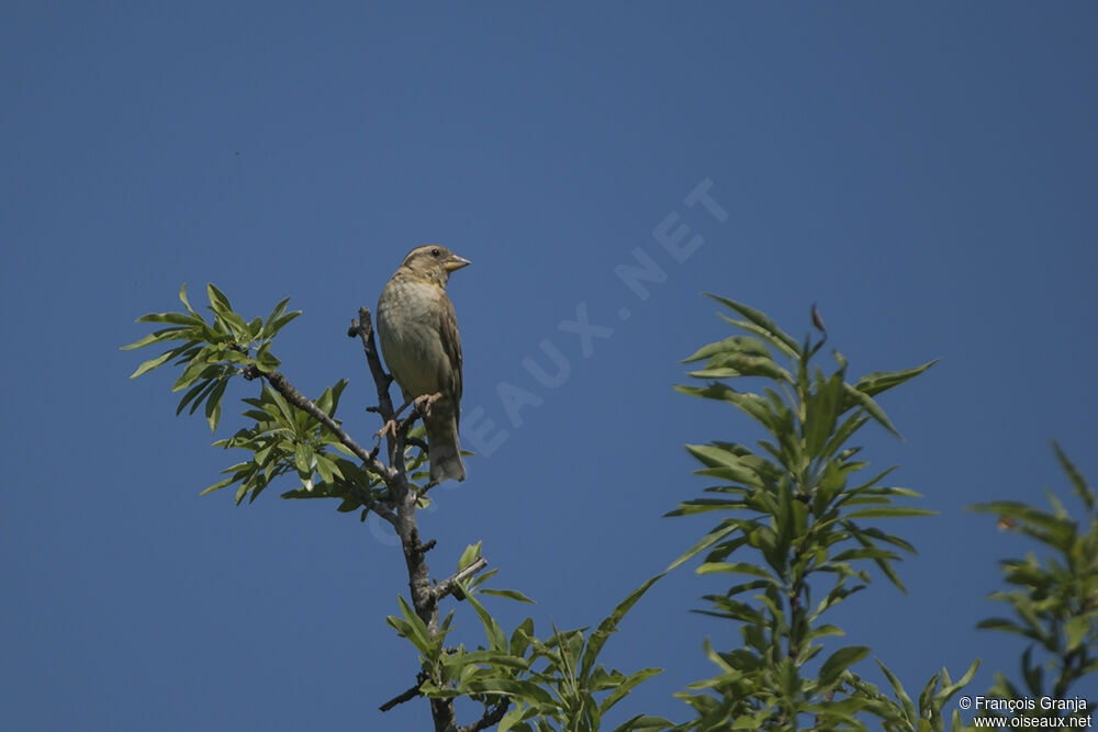 Rock Sparrowadult