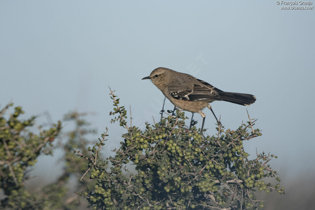 Patagonian Mockingbird