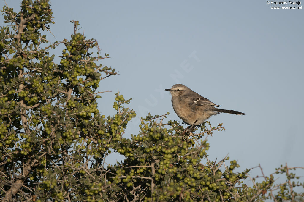 Patagonian Mockingbird