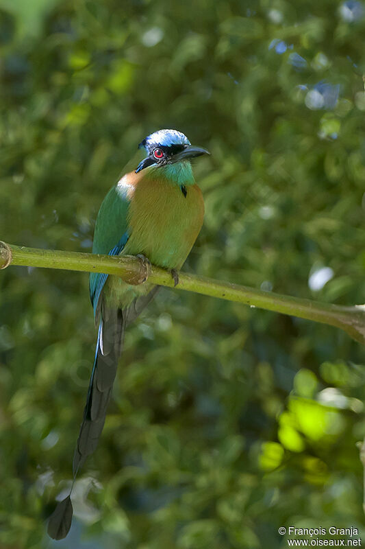Motmot de Lessonadulte