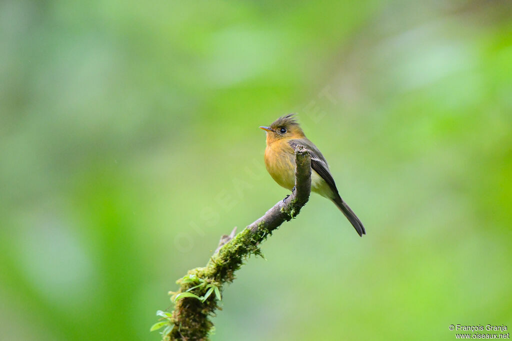 Northern Tufted Flycatcher