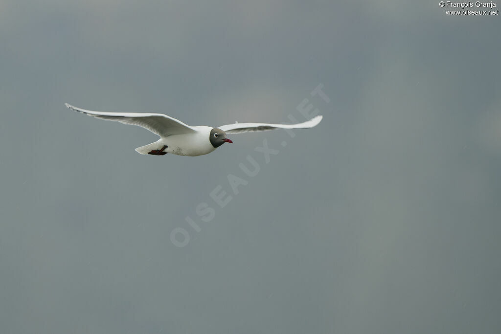 Mouette de Patagonie