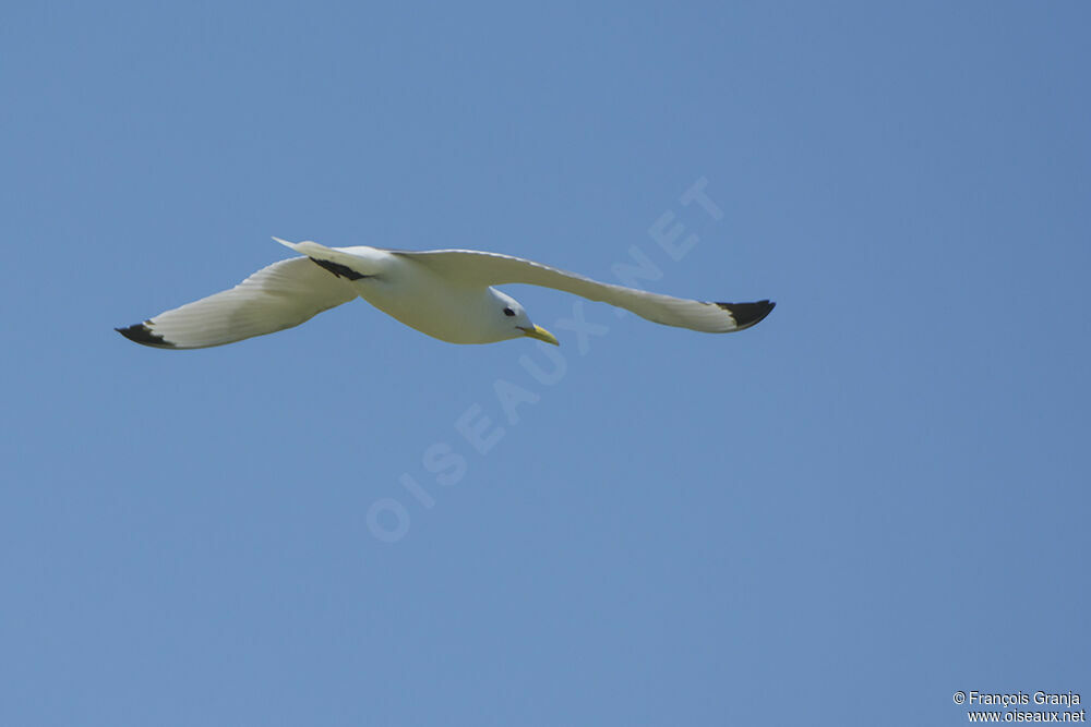 Black-legged Kittiwakeadult