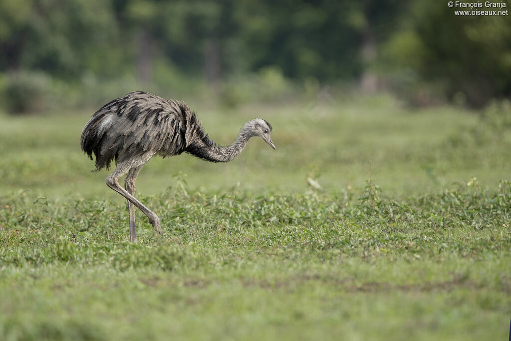 Greater Rhea