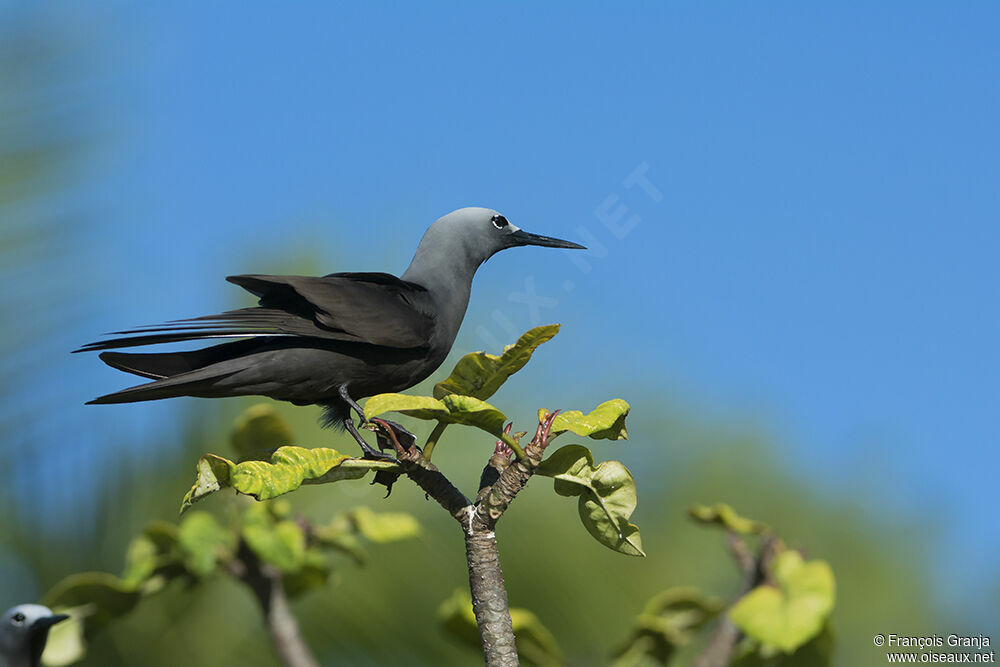 Lesser Noddyadult
