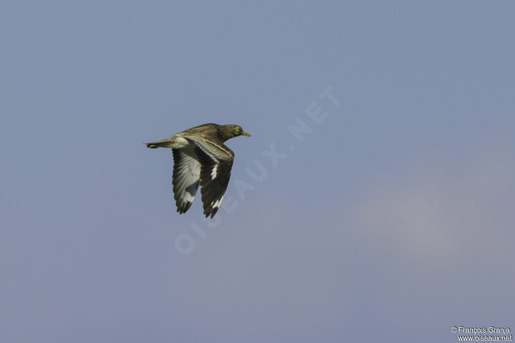 Eurasian Stone-curlew