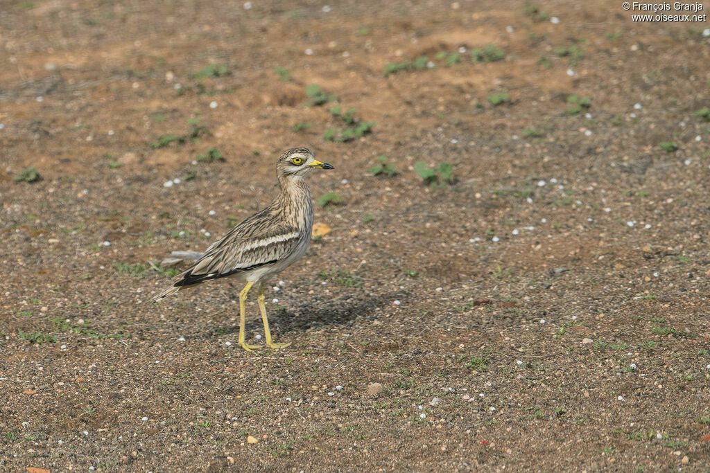 Eurasian Stone-curlew