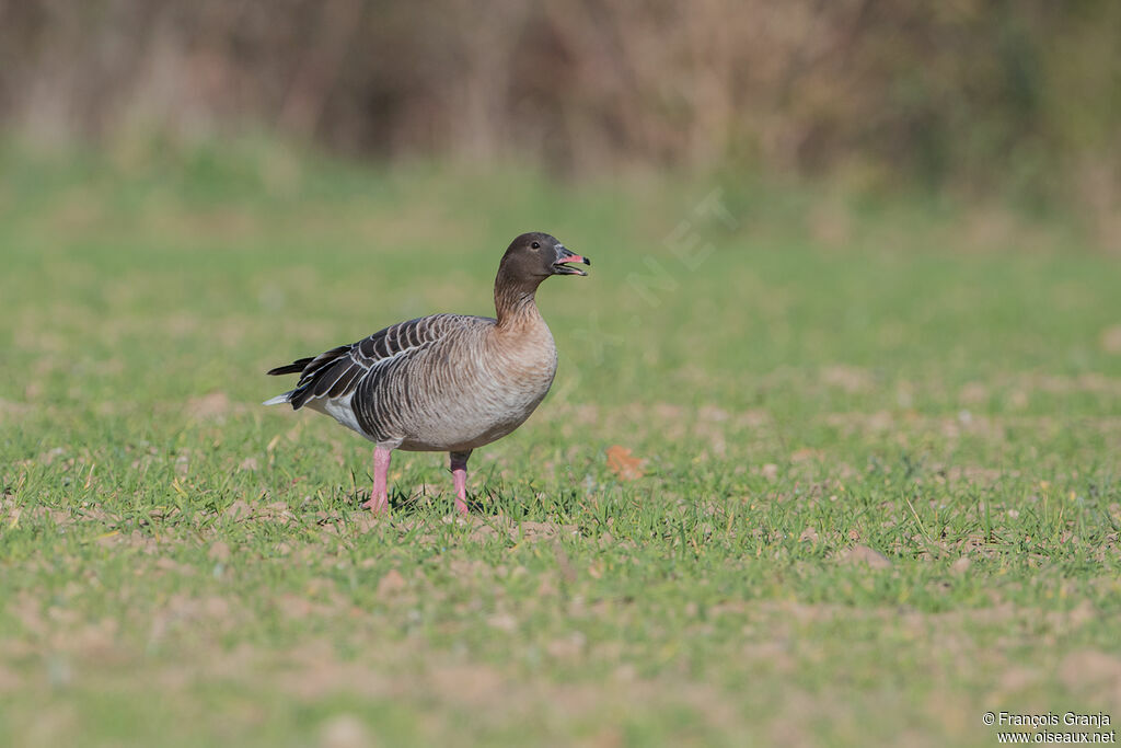 Pink-footed Goose