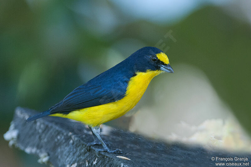 Yellow-throated Euphonia male adult