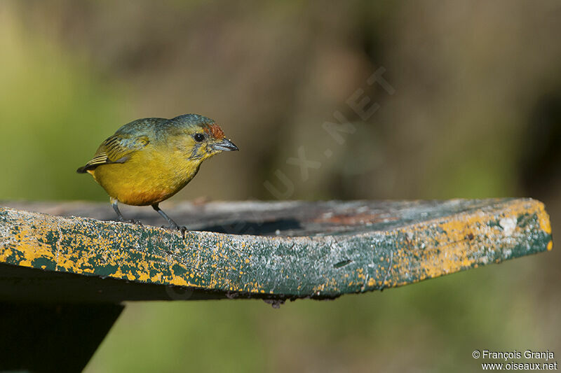 Spot-crowned Euphonia female adult