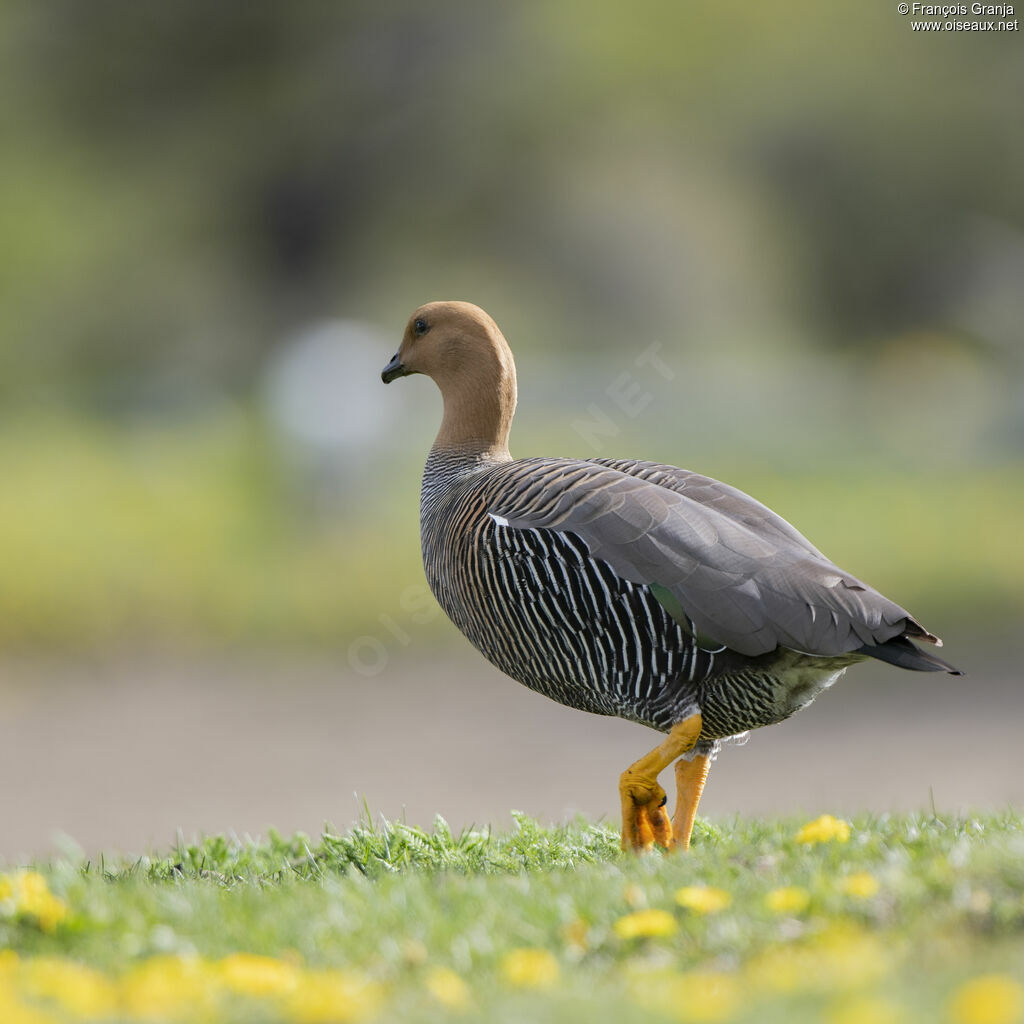 Upland Goose female