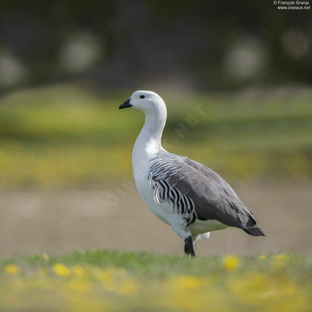 Upland Goose male