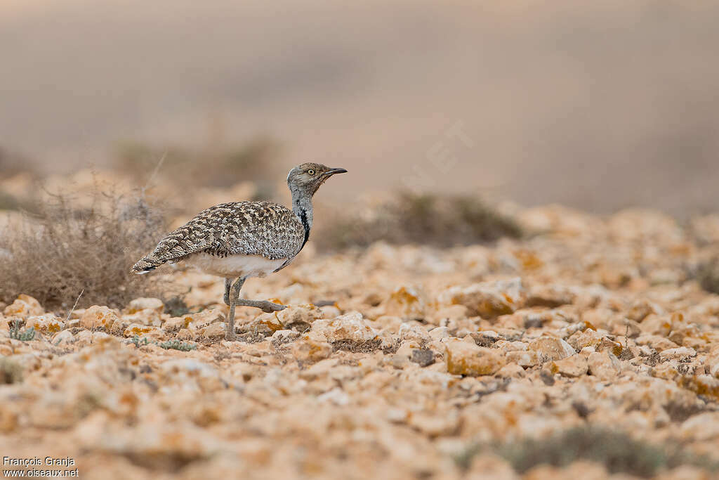 African Houbara male adult, habitat, pigmentation