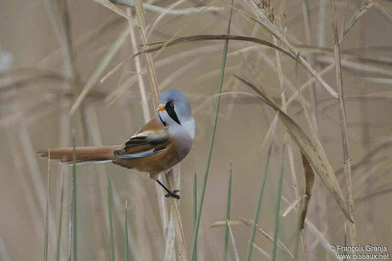 Bearded Reedling male adult