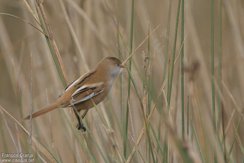 Bearded Reedling female adult, identification