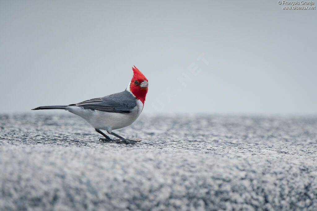 Red-crested Cardinal