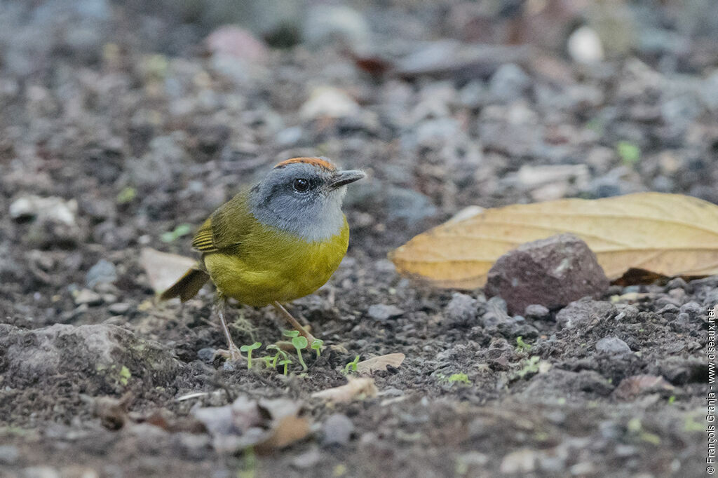 Russet-crowned Warbler