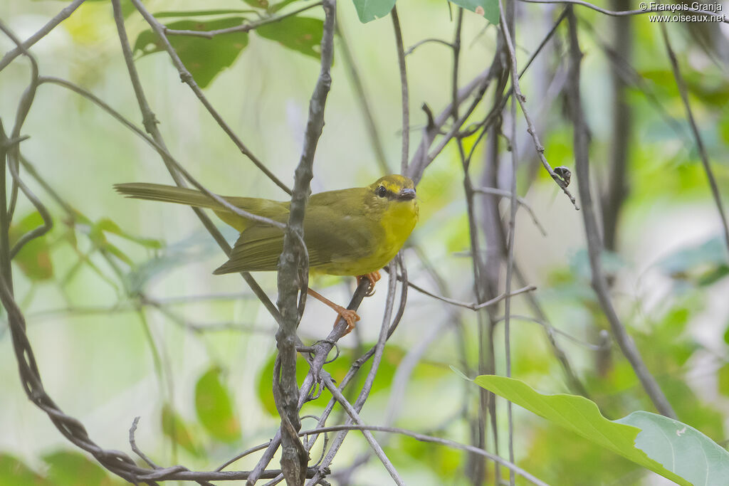 Flavescent Warbler
