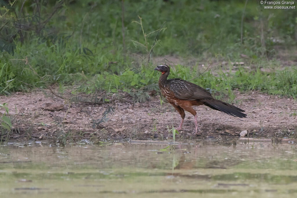 Chestnut-bellied Guan