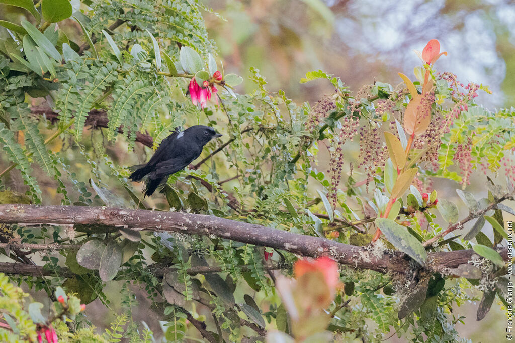 Glossy Flowerpiercer