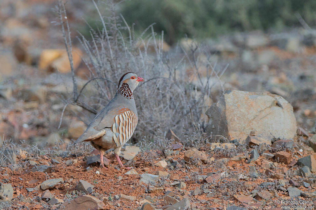 Perdrix gambra