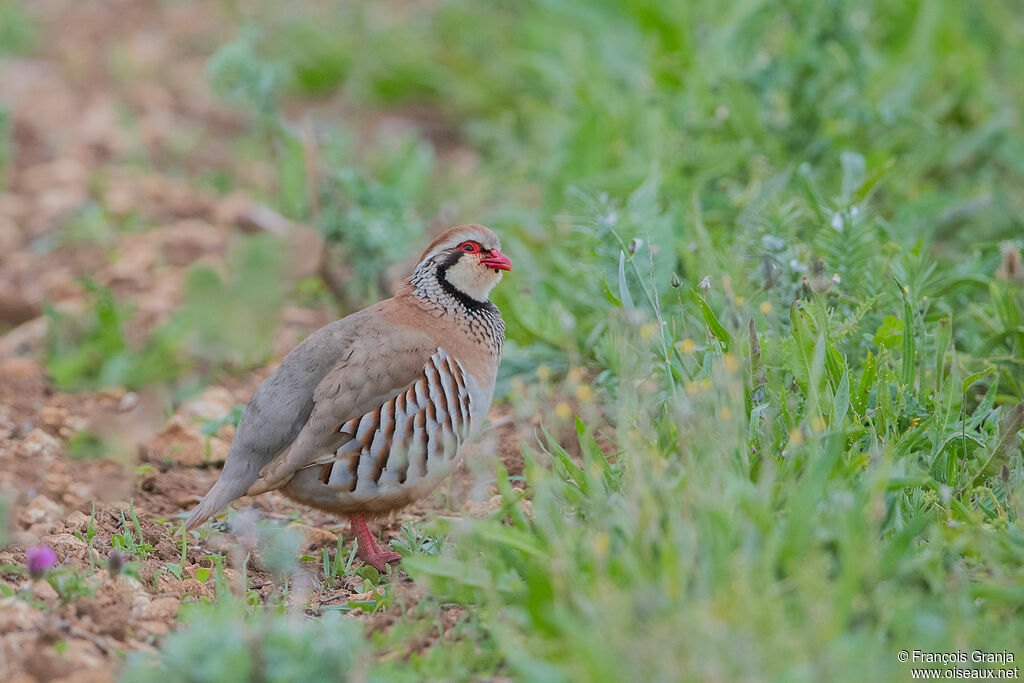 Red-legged Partridge