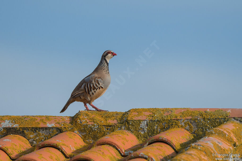 Red-legged Partridge