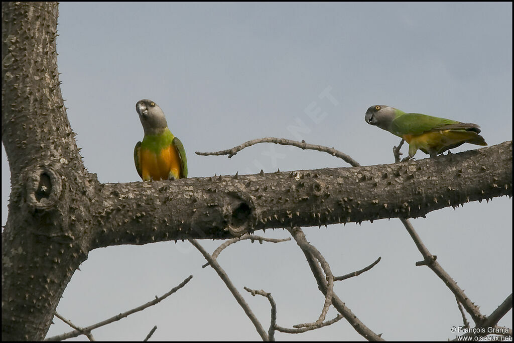 Senegal Parrot