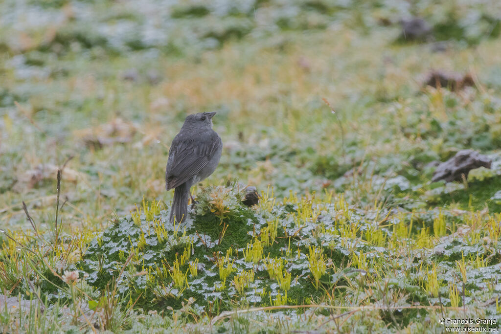 Plumbeous Sierra Finch male
