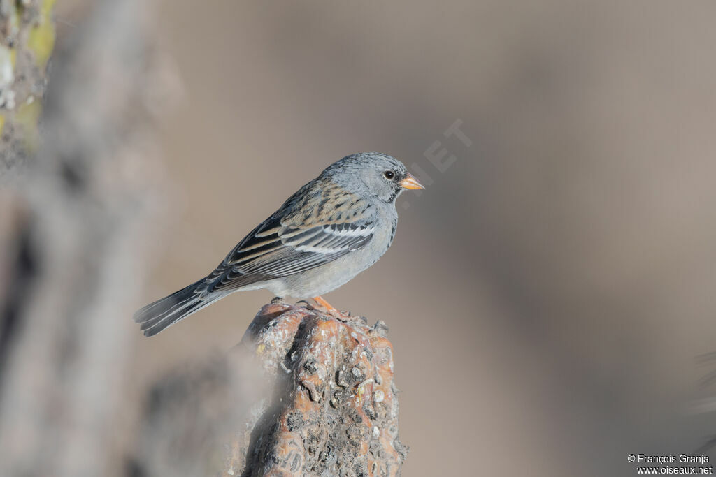 Mourning Sierra Finch