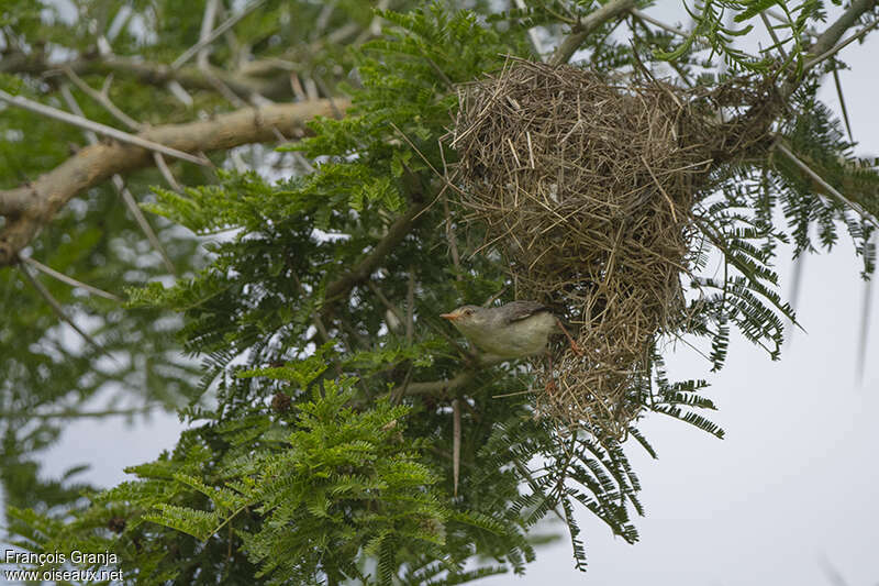 Phyllolaïs à ventre fauveadulte, Nidification
