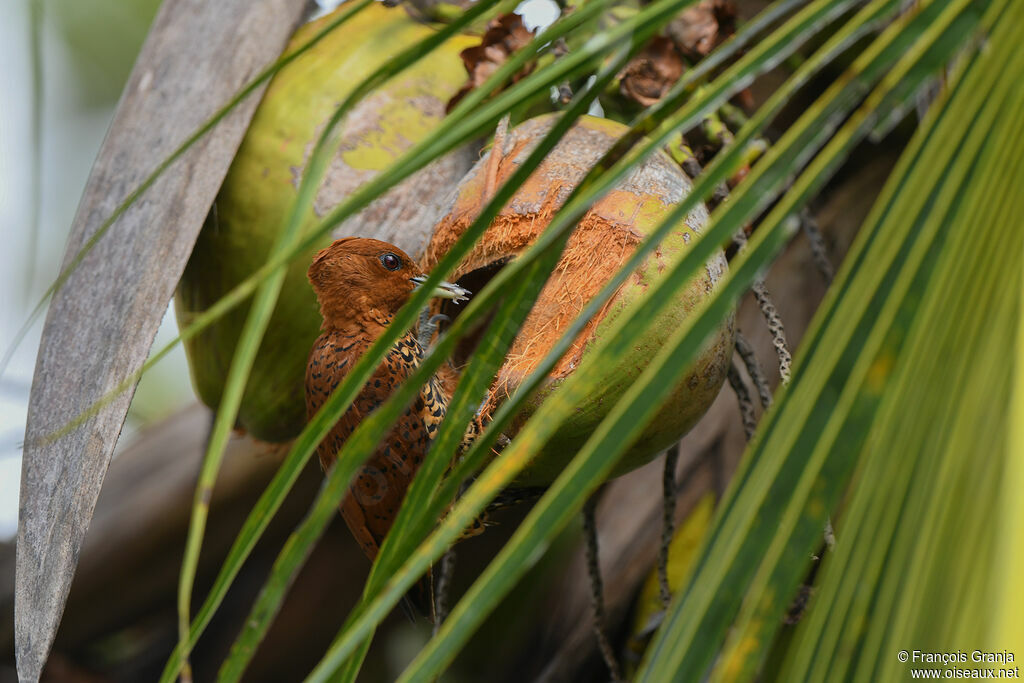 Cinnamon Woodpecker