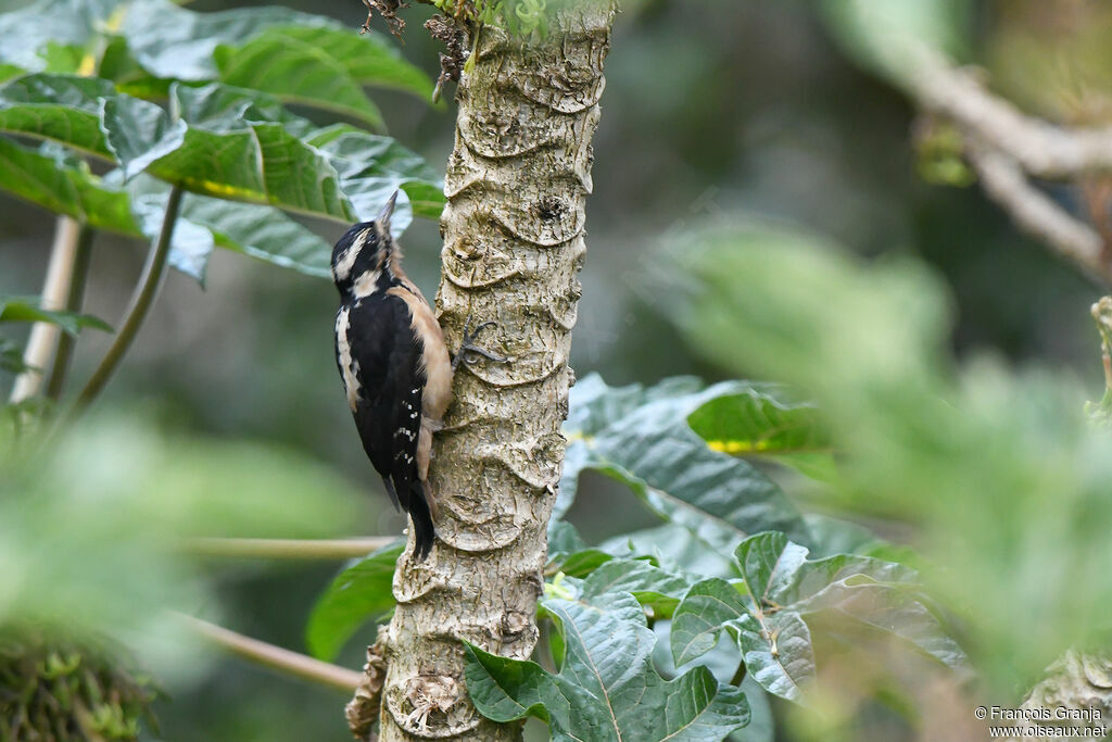Hairy Woodpecker