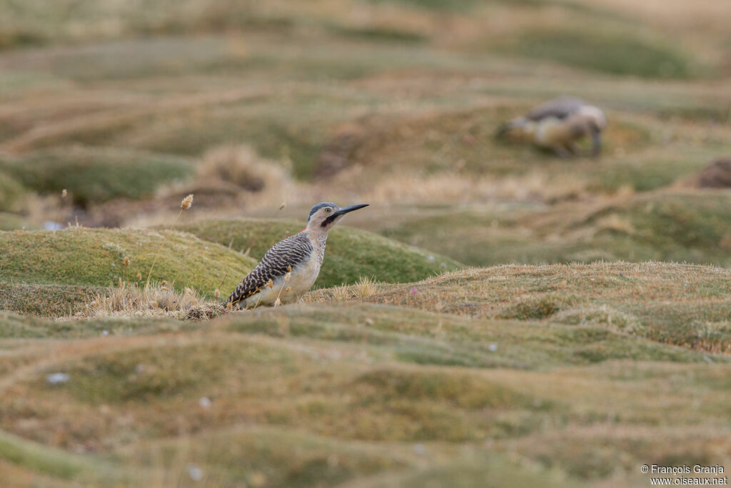 Andean Flicker