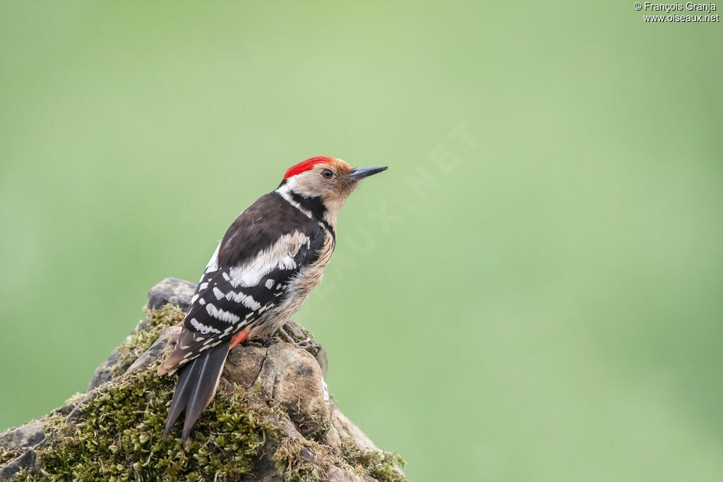 Middle Spotted Woodpecker