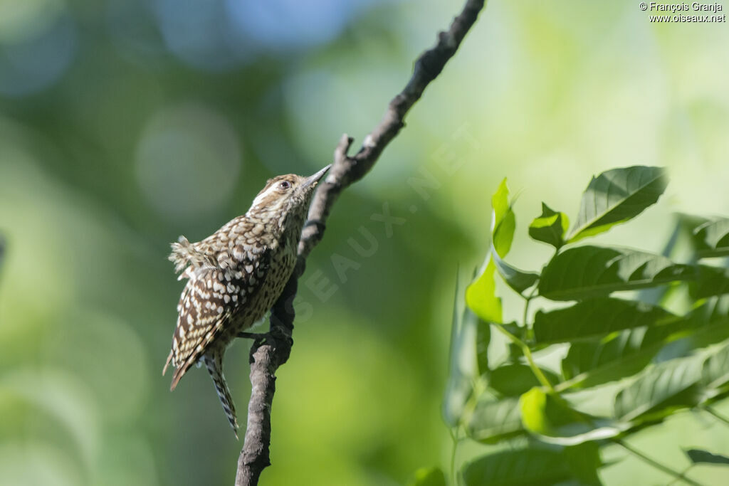 Checkered Woodpecker