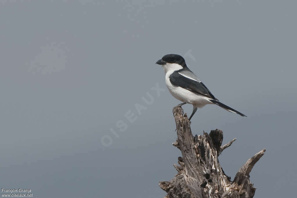 Pie-grièche des Teitaadulte, habitat, pigmentation, pêche/chasse