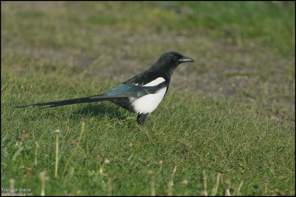 Pie d'Amériqueadulte, identification