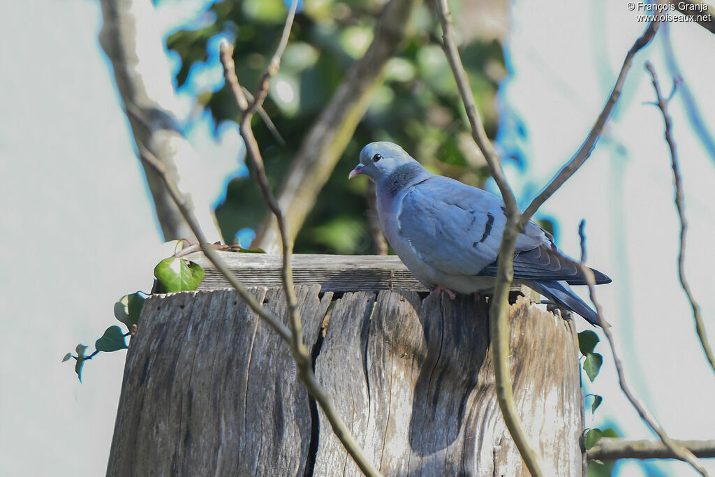 Pigeon colombin