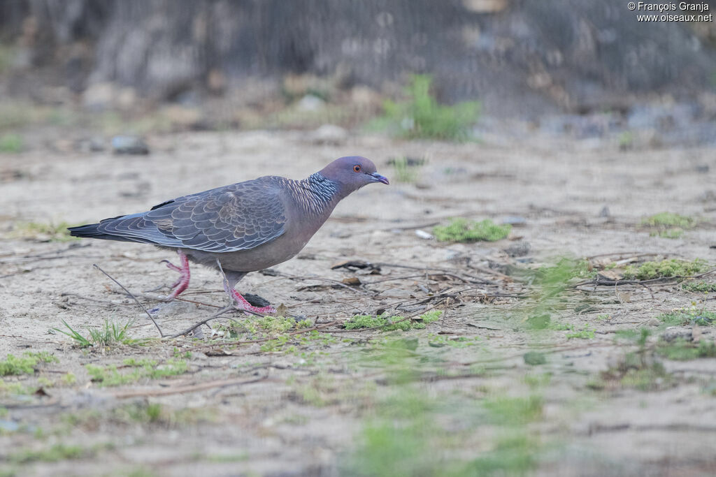 Picazuro Pigeon