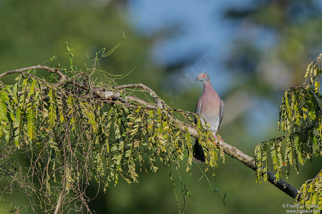 Pale-vented Pigeon