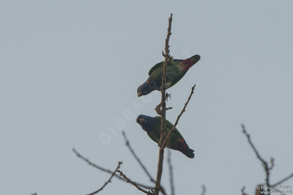 Pione à tête bleue