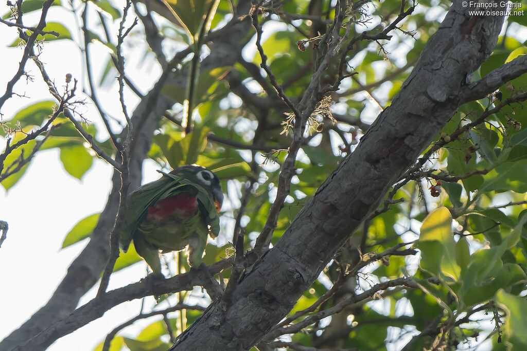 Scaly-headed Parrot