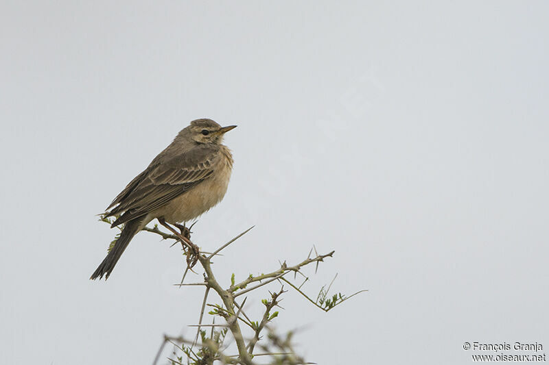 Pipit à dos uniadulte